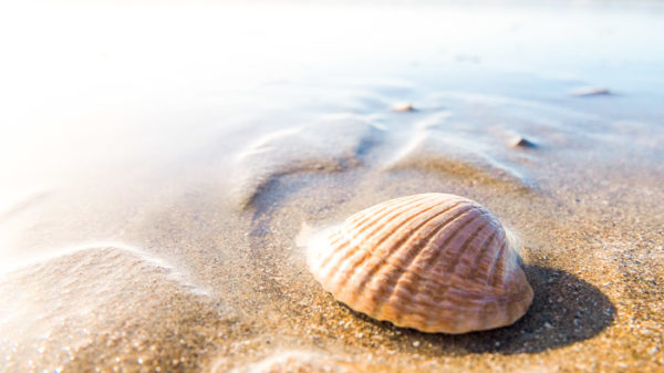 korcula island seashell on the beach