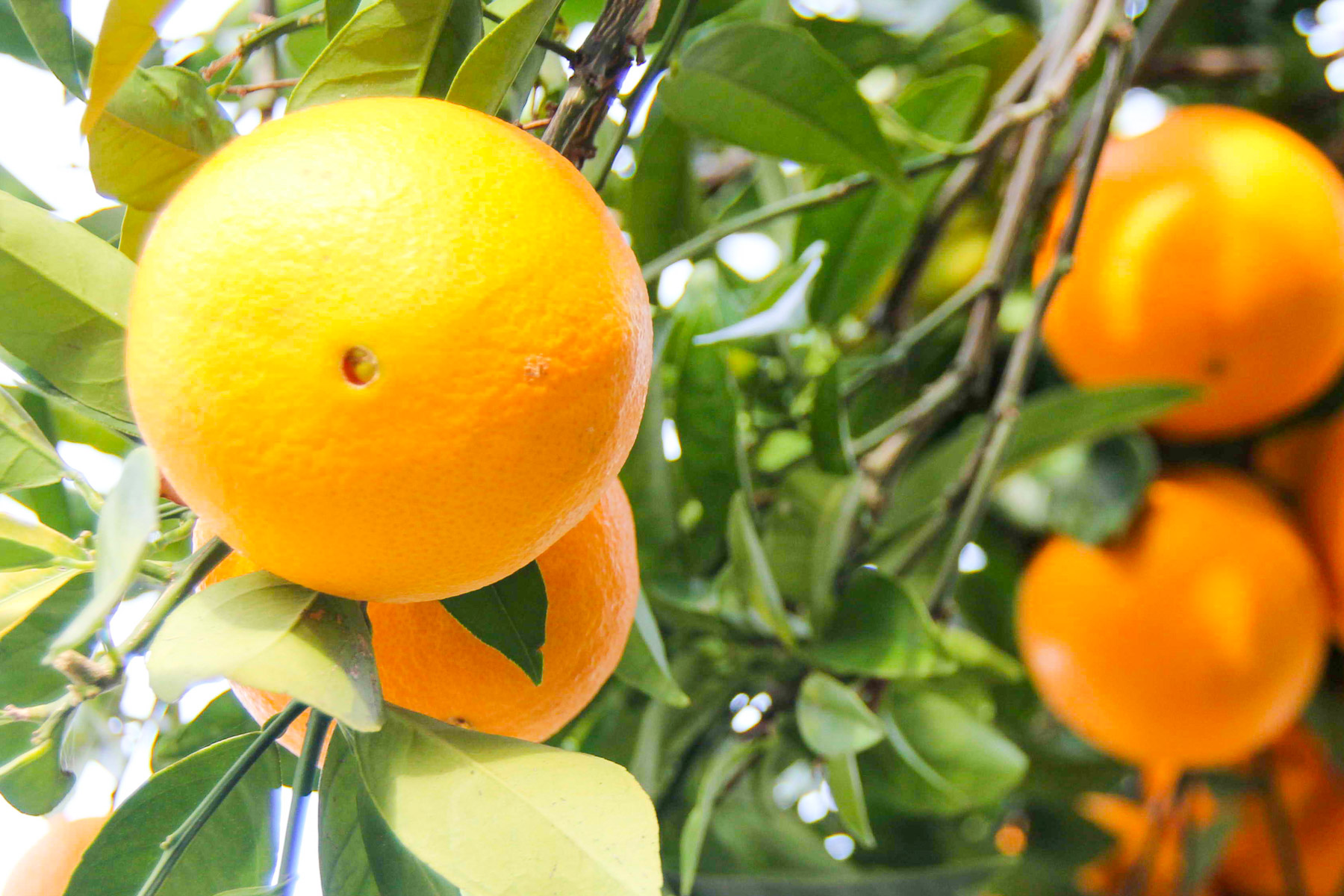 oranges on korcula island