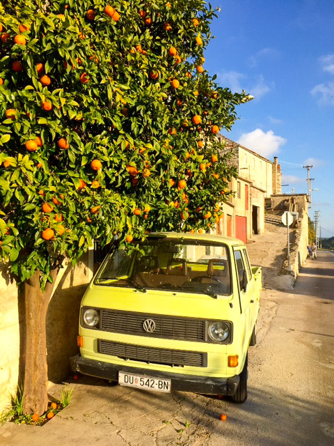 oranges on korcula island